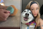 Husky macht Plüschtier kaputt: Was Frau darin findet, hat sie nicht erwartet