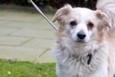 Dieser Hund sucht seit sieben Jahren verzweifelt ein Zuhause: Jetzt läuft seine Zeit ab