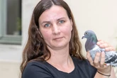 Erschöpfte Brieftauben landen in Dresden: Tierschützer schlagen Alarm
