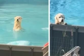 Cleverer Hund umgeht Pool-Verbot, doch dann taucht plötzlich sein Frauchen auf