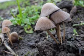 Plötzlich Pilze im Hochbeet - harmlos oder gefährlich? Die Antwort mag überraschen