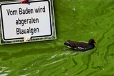 Blaualgen-Alarm! Endlich wieder Sommerwetter, aber hier solltet Ihr nicht baden