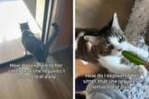 Statt Leckerlis: Diese Katze hat einen ungewöhnlichen Lieblingssnack