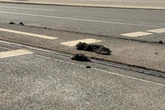 Stillstand wegen Sommerhitze: Ab Mittwoch fahren wieder mehr Straßenbahnen in Nürnberg