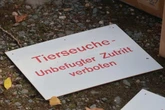 Newcastle-Krankheit in Mastbetrieb ausgebrochen: Alle Tiere getötet
