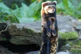 Er war der Letzte seiner Art: Tigeriltis stirbt mutterseelenallein