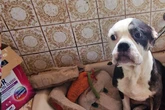 Hunde, Katzen und Kaninchen: 49 Tiere aus Horror-Haushalt gerettet, Zustände lassen Atem stocken