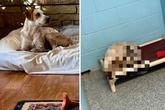 Hund bleibt ohne besten Freund im Tierheim zurück - was dann passiert, rührt zu Tränen