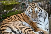 Tiger-Attacke in Tierpark! Pflegerin (33) schwer verletzt