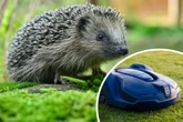 Nächtliche Igel-Killer: Diese Stadt macht Jagd auf Mähroboter