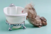 Baden verboten! Oder können Hamster schwimmen?