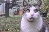 Angriffe aus heiterem Himmel! Doch Kater Maddin hat sich gebessert - und hofft auf neues Glück