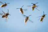 Nester dürfen nicht entfernt werden - doch was schützt wirklich vor Wespen?