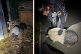 Autofahrer sehen Schwein auf der Straße, dann rückt die Polizei an