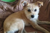 Hasi hat eine qualvolle Zeit überstanden: Wer schenkt dem Hund ein Zuhause?