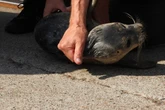 Kleines Seehundbaby auf Schwimmsteg entdeckt: Retter nennen es "Fiete"