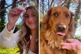 Frau will Selfie mit Blume machen: Was Golden Retriever dann tut, sorgt für unzählige Lacher
