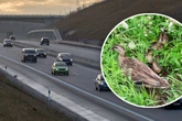 Tierischer Einsatz: Entenmutter mit Küken will A94 überqueren