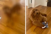 Herrchen bringt Rüden zum Hundefriseur: Als er ihn wiedersieht, trifft ihn der Schlag