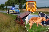 Autofahrer rauscht in Graben - mit über zwei Promille und Hund