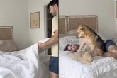 Mann will Bett machen, doch Hund und Katze haben einen anderen Plan