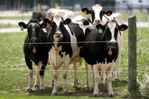 Immer weniger Kühe in NRW: Wird Milch bald knapp?