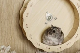 Hamster im Laufrad: Wie der Sport im Käfig nicht zur Gefahr wird