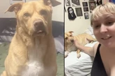 Frau holt Vierbeiner bei Hundetagesstätte ab: Als sie erfährt, wo er den ganzen Tag war, ist sie sprachlos