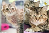 Katzen-Duo im Tierheim überfordert: Naht bald Rettung für Ulf und Granata?