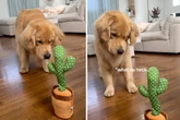 Golden Retriever bekommt neues Spielzeug: Als er diese Funktion entdeckt, dreht er durch