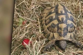 Wochenlange Suche in Sachsen vorbei: Geklauter Fridolin wieder in seinem Gehege