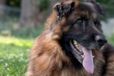 Von schwerer Krankheit lässt er sich nicht stoppen: Schäferhund Taiga sucht ein Zuhause