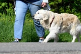 Nach Attacke auf das eigene Herrchen: PETA fordert Führerschein für Hunde in Sachsen-Anhalt