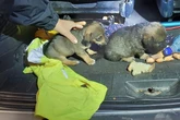 Hundewelpen mit Abfall gefüttert und in Kofferraum gepfercht