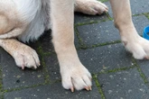 Vergiftet und stranguliert: Mann und Frau sollen Hund grausam gequält haben