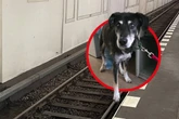 Schreck-Moment im U-Bahnhof: Plötzlich läuft ein Hund über die Gleise