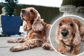 Hunde-Opa plötzlich ganz alleine: Cockerspaniel "Benny" hofft auf zweite Chance