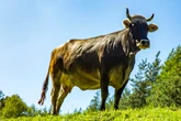 Tragödie in Österreich: Stier tötet Landwirt