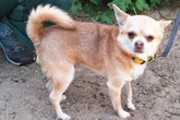Chihuahua Ezra ist klein, aber oho! Hat die süße Hündin noch eine Chance?