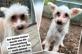 Augenentzündung, Po-Problem: Tierheim steckt bei Hund Alfie in emotionaler Zwickmühle