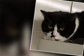 Katze bricht Tierrettern das Herz: "Die Arme tut uns unendlich leid"