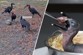 Vier neue Stars im Kölner Zoo: Seltene Art feiert Küken-Nachwuchs