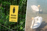 Geht doch! Schwanen-Nachwuchs an der Kiesgrube Leuben