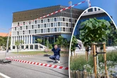 Kurze Wurzeln, schnelles Wachstum: Dresden testet Klima-Bäume