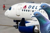 Flug-faule Tauben an Bord von Passagierflieger halten Verkehr auf