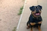 Er ist schnell frustriert und reizempfindlich: Wer gibt Hund Spike eine Chance?