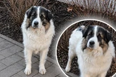 Hund hofft auf Happy End: Bekommt Pfundskerl Rudi noch eine Chance?