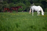 Tierquälerei aufgedeckt: Mann bei Sex mit Pferd gefilmt