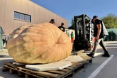 Premiere bei Kürbis-Meisterschaft: 1000-Kilo-Marke geknackt