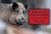 Schweinepest in Ostsachsen vorbei